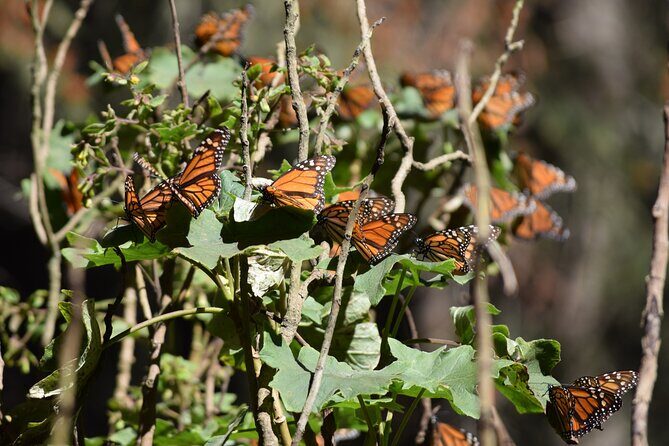 Butterfly Monarch Tour from Mexico City - Experience the Marvel of Mexico’s Monarch Butterflies: A Complete Review