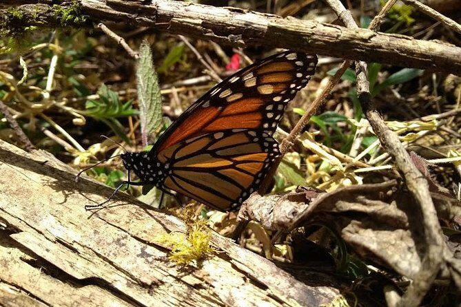 Butterfly Monarch Tour from Mexico City - An In-Depth Look at the Monarch Butterfly Tour