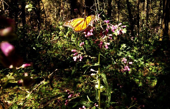 Butterfly Monarch Tour from Mexico City - The Sum Up: Is This Tour Worth It?