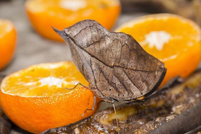 Butterfly Sanctuary and Lunch Experience with Transport - Key Points
