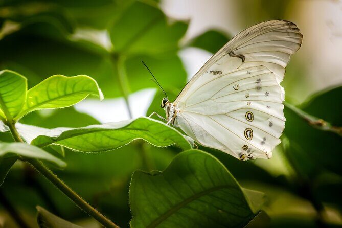 Butterfly Sanctuary and Lunch Experience with Transport - The Value of This Tour