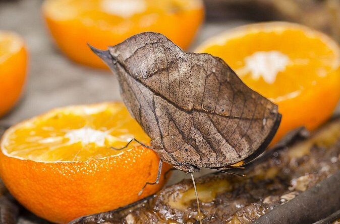 Butterfly Sanctuary and Lunch Experience with Transport - Who Will Love This Tour?