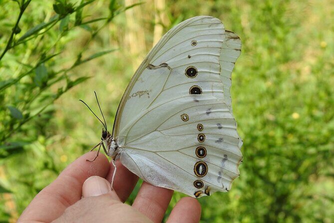 Butterfly Sanctuary Guided Tour in Puerto Vallarta - What Makes the Butterfly Sanctuary Special