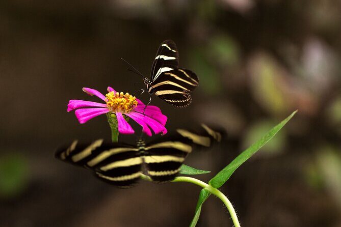 Butterfly Sanctuary Guided Tour in Puerto Vallarta - Practical Details for Travelers