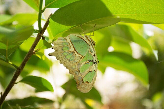 Butterfly Sanctuary Guided Tour in Puerto Vallarta - The Right Fit for You
