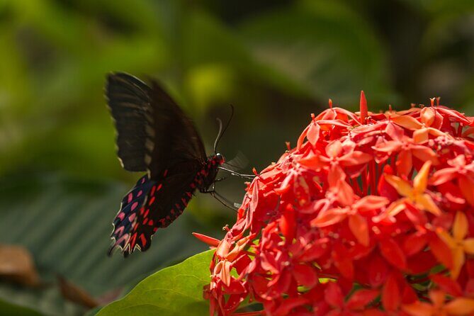 Butterfly Sanctuary Guided Tour in Puerto Vallarta - Final Thoughts