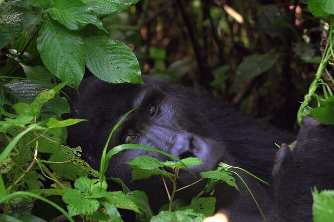 Bwindi Gorilla Safari - 3 Days - The Experience and Why It Matters