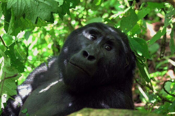 Bwindi Gorilla Safari - 3 Days - Final Thoughts