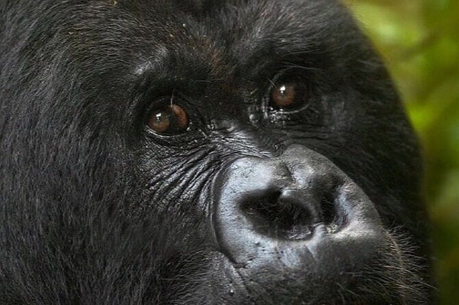 Bwindi Gorilla Safari - 3 Days - FAQ