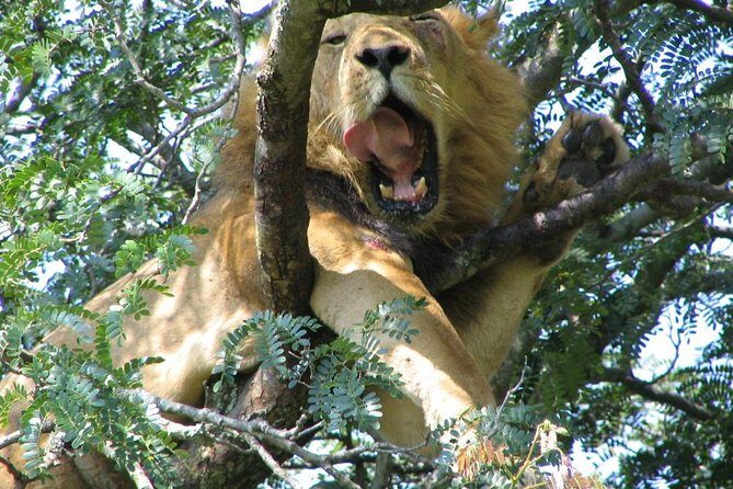 Bwindi impenetrable Kenya Tanzania Gorilla Safari 14 days 13 nights - Frequently Asked Questions