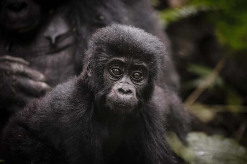 Bwindi Impenetrable National Park: Gorilla Trekking Day Trip - Key Points