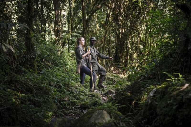 Bwindi Impenetrable National Park: Gorilla Trekking Day Trip - Practical Details You Need to Know
