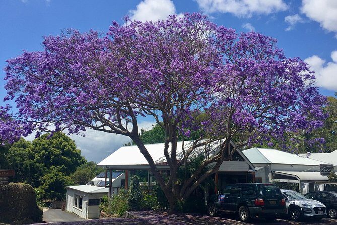 Byron Bay and Beyond Tour Including Cape Bryon Lighthouse Crystal Castle and Bangalow - Practical Details and What to Expect