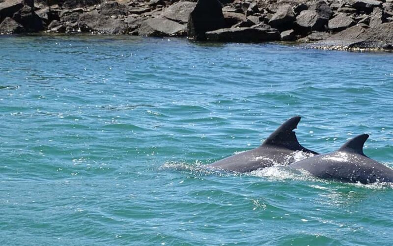 Byron Bay: Brunswick River Eco-Cruise with Brunch - Byron Bay: Brunswick River Eco-Cruise with Brunch — A Calm, Scenic Escape