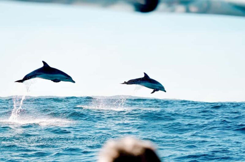 Byron Bay: Cruise with Dolphins Tour - A Detailed Look at the Byron Bay Dolphin Cruise