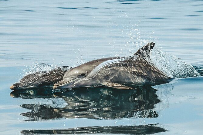 Byron Bay Dolphin Tour - Ocean Safari - Price & Value Analysis