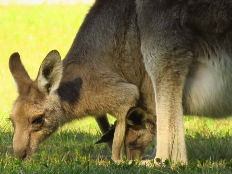 Byron Bay: Full-Day Wildlife Safari - A Detailed Look at the Wildlife Safari Experience