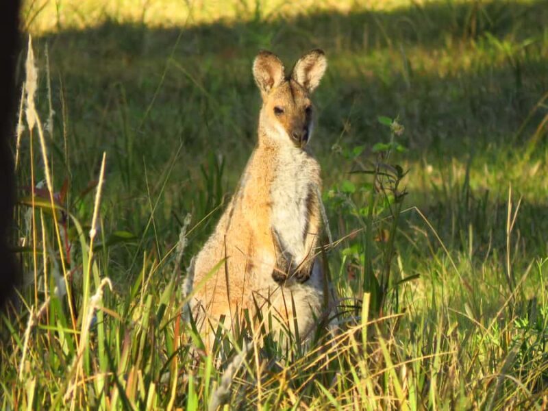 Byron Bay: Full-Day Wildlife Safari - The Picnic Lunch and Eco Principles