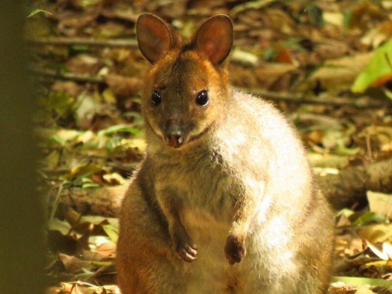 Byron Bay: Full-Day Wildlife Safari - Who Should Consider This Tour?