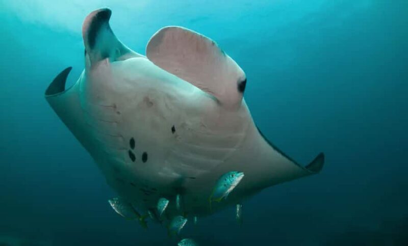 Byron Bay: Nguthungulli Julian Rocks Snorkeling Tour - A Closer Look at the Tour Experience