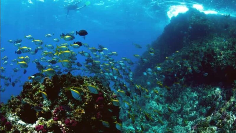Byron Bay: Nguthungulli Julian Rocks Snorkeling Tour - Price and Value