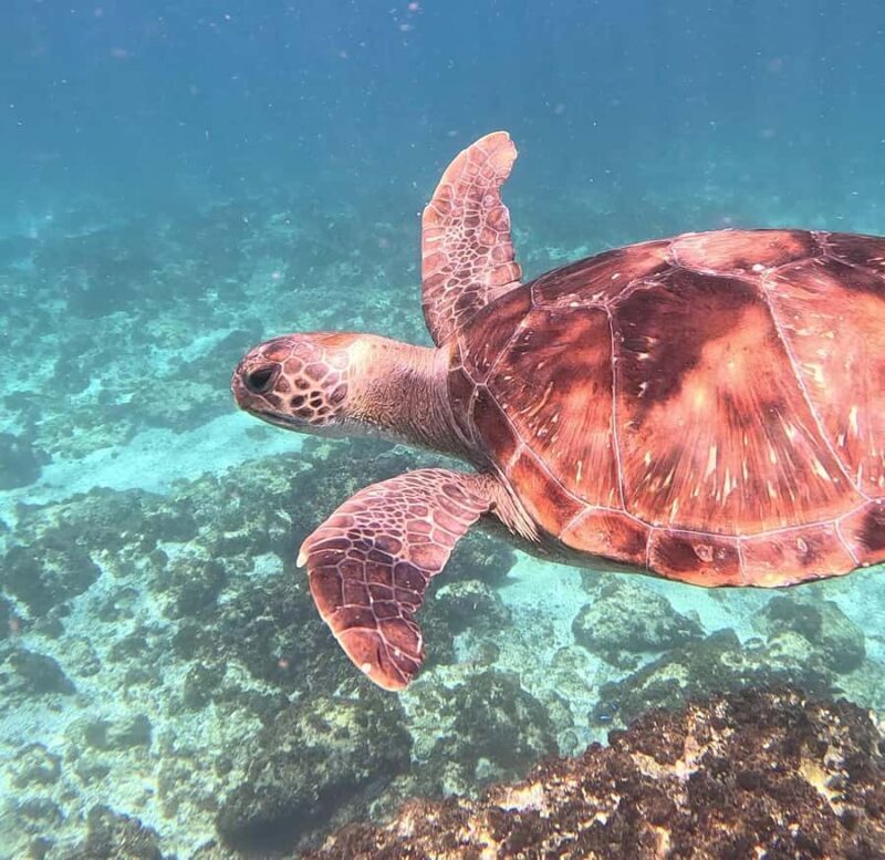 Byron Bay: Nguthungulli Julian Rocks Snorkeling Tour - The Sum Up: Who’s It Best For?