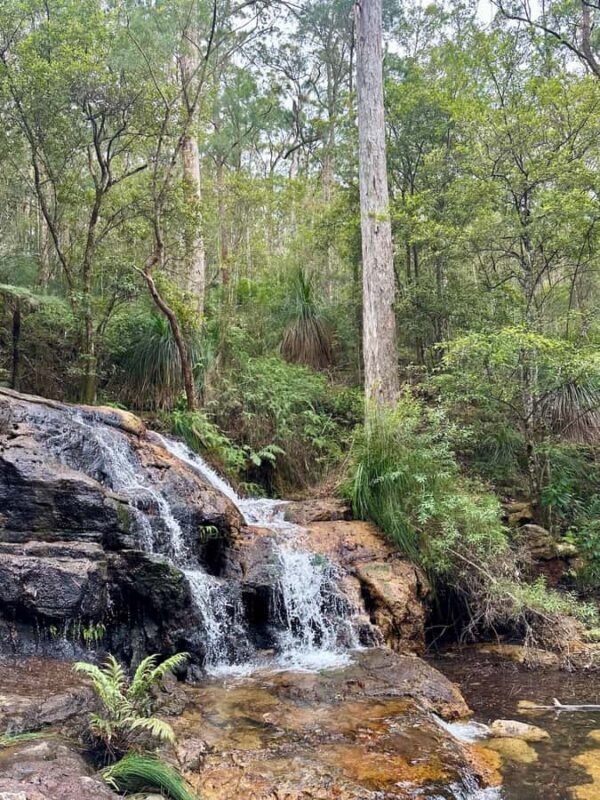 Byron Bay: Rainforest Waterfalls Guided Eco Tour - FAQs