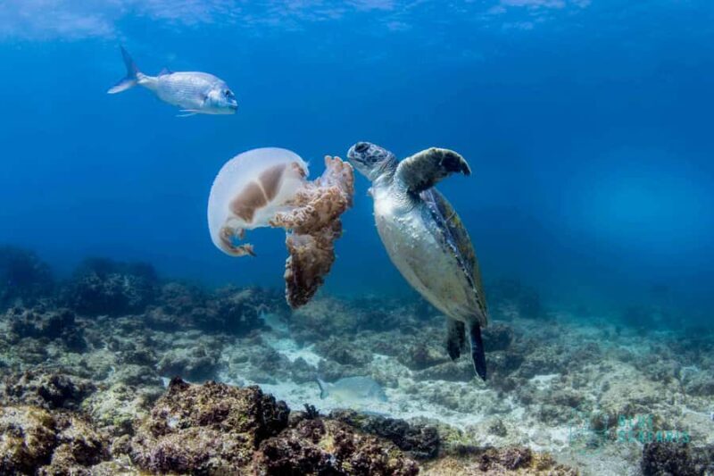 Byron Bay: Snorkelling Tour of Julian Rocks "Nuthungulli" - FAQ