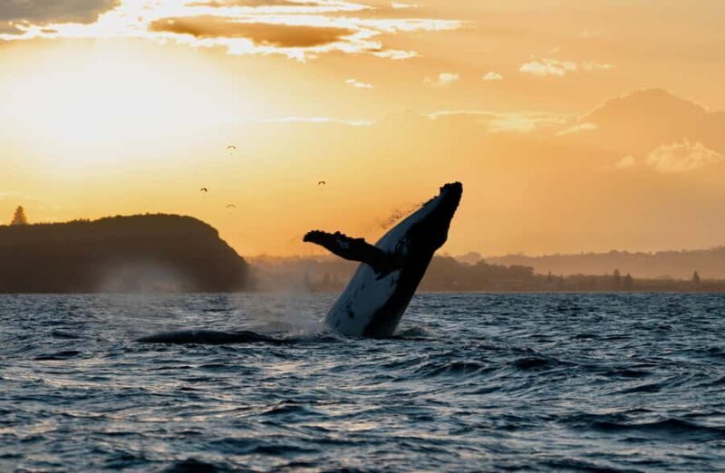 Byron Bay: Whale Watching Cruise with a Marine Biologist - Introduction: What You Can Expect from This Whale Watching Tour