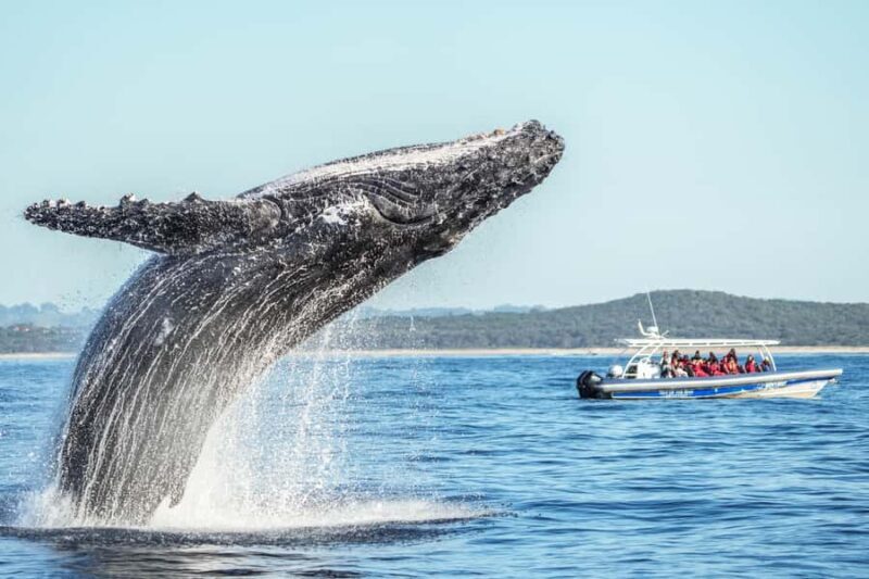 Byron Bay: Whale Watching Cruise with a Marine Biologist - The Value of This Tour