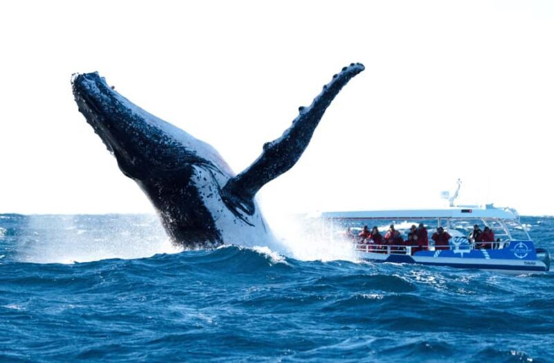 Byron Bay: Whale Watching Cruise with a Marine Biologist - Authentic Traveler Perspectives