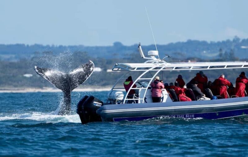 Byron Bay: Whale Watching Cruise with a Marine Biologist - The Sum Up: Who Will Love This Tour?