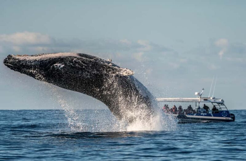 Byron Bay: Whale Watching Cruise with a Marine Biologist - FAQ