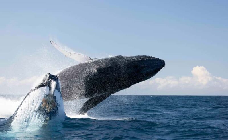 Byron Bay Whale Watching with Marine Biologist - Key Points