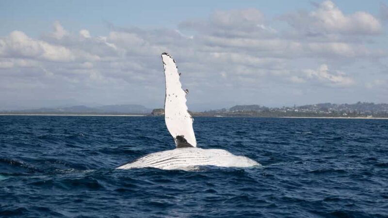 Byron Bay Whale Watching with Marine Biologist - An In-Depth Look at the Byron Bay Whale Watching Tour