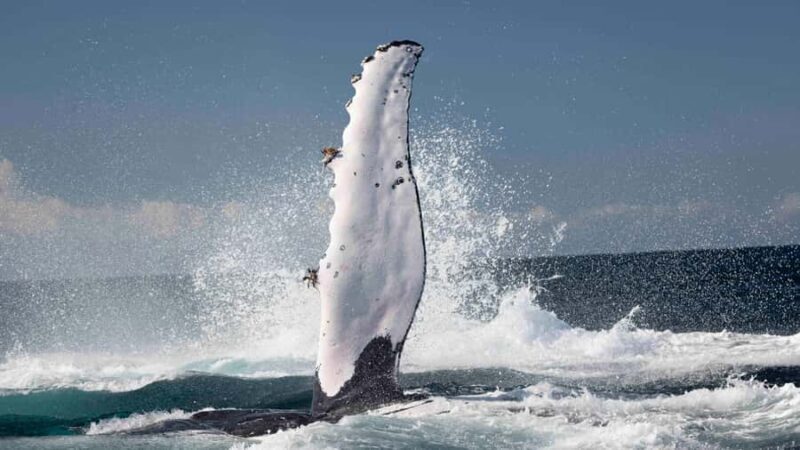 Byron Bay Whale Watching with Marine Biologist - The Sum Up