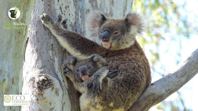 Byron Bay Wild Koala Tour - Key Points