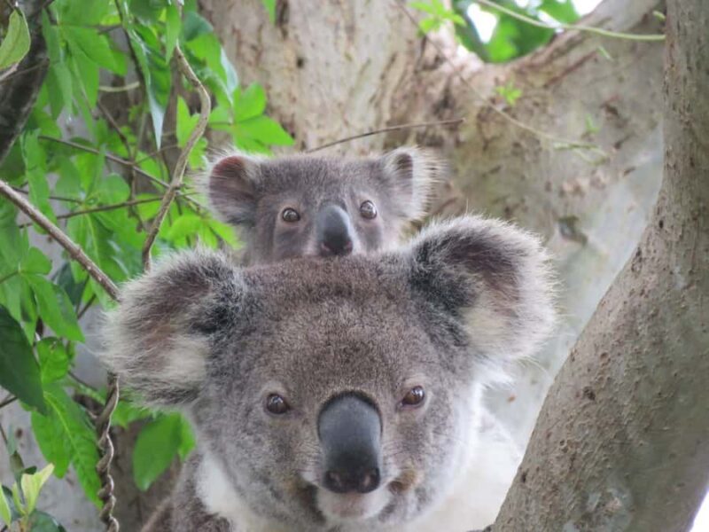 Byron Bay Wild Koala Tour - An In-Depth Look at the Byron Bay Wild Koala Tour