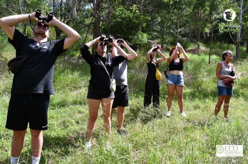 Byron Bay Wild Koala Tour - The Sum Up
