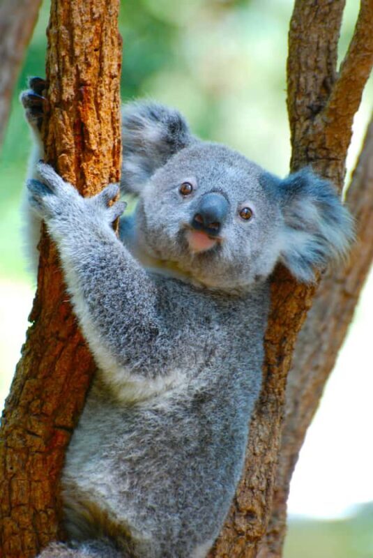 Byron Bay: Wildlife and Waterfall Tour with Breakfast - Who Will Love This Tour?