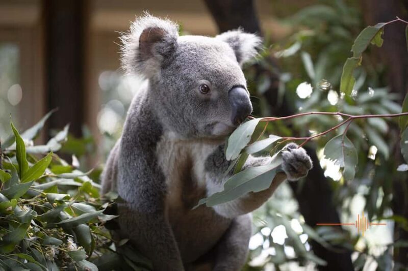 Byron Bay Wildlife Sanctuary Entry Ticket - Key Points