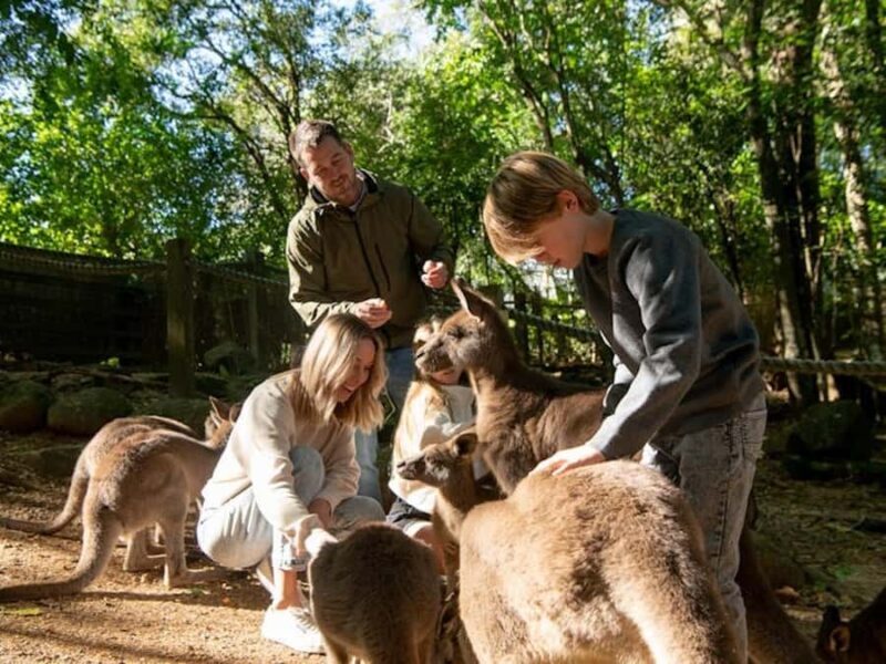 Byron Bay Wildlife Sanctuary Entry Ticket - Practical Details and Tips for Visitors