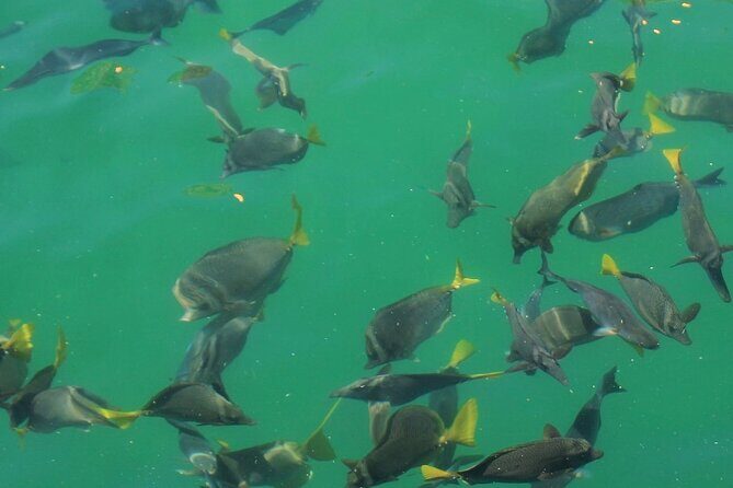 Cabo Catamaran Snorkeling Tour & Coastal Views - Is It Worth the Price?