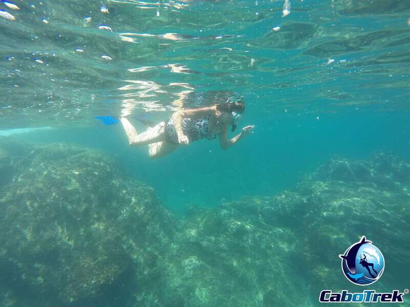 Cabo Ocean SAFARI - An Authentic Marine Journey in Baja California Sur