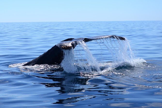 Cabo Private Whale Watching Tour - Incl FREE photos - Introduction: Why Choose This Whale Watching Tour?