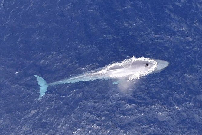 Cabo Private Whale Watching Tour - Incl FREE photos - Practical Details & Booking