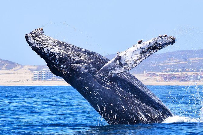 Cabo Private Whale Watching Tour - Incl FREE photos - Reviews: What Travelers Say