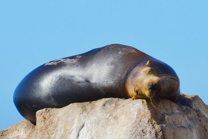 Cabo Private Whale Watching Tour - Incl FREE photos - The Sum Up: Who Will Love This Experience?