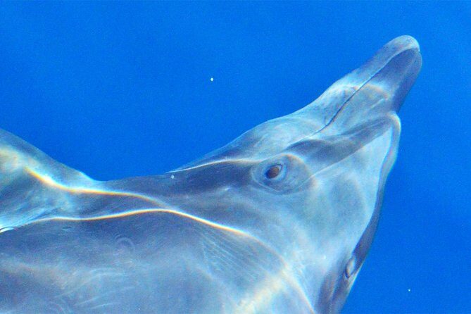 Cabo Private Whale Watching Tour - Incl FREE photos - Frequently Asked Questions