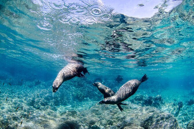 Cabo Pulmo 2 Tank Certified Dive with Lunch - Who Is This Tour Best For?